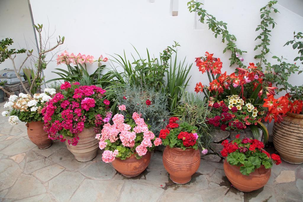 Paralia Guest House Agia Roumeli Dış mekan fotoğraf