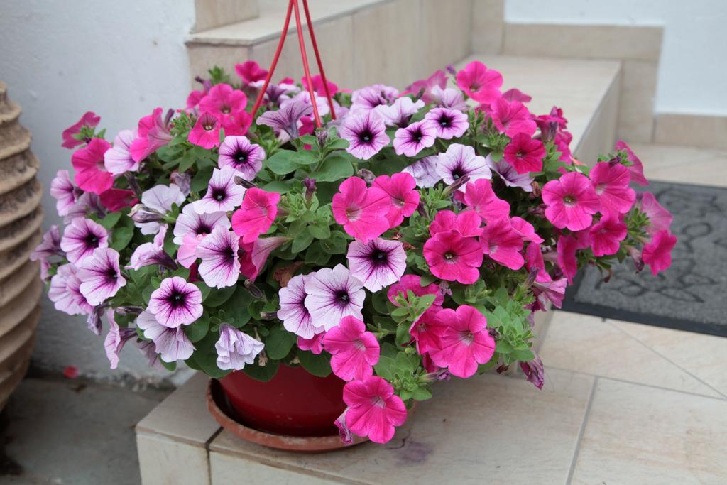 Paralia Guest House Agia Roumeli Dış mekan fotoğraf